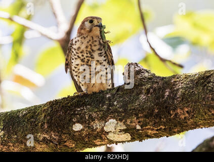 Mauritius kestrel Falco punctatus adult male carrying skink prey, perched on branch of tree, Mauritius Stock Photo