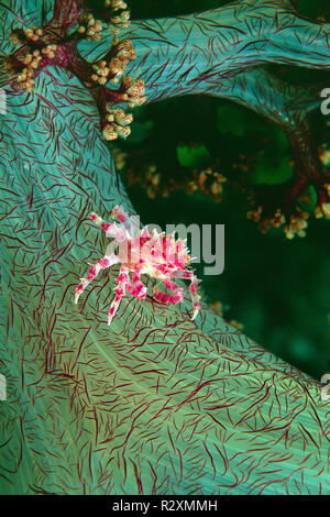 Soft coral crab or candy crab (Hoplophrys oatesii) living on soft corals (Alcyonacea), Wakatobi island. Sulawesi, Indonesia Stock Photo
