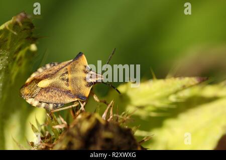 northern fruit bug carpocoris fuscispinus Stock Photo