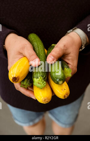 A woman holding out her hands holding a bunch of freshly picked yellow and green courgettes. Stock Photo