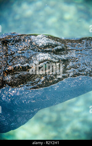 Crocodile close up floating on water surface