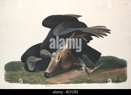 Black Vulture. Dated: 1831. Medium: hand-colored etching and aquatint on Whatman paper. Museum: National Gallery of Art, Washington DC. Author: Robert Havell after John James Audubon. Stock Photo