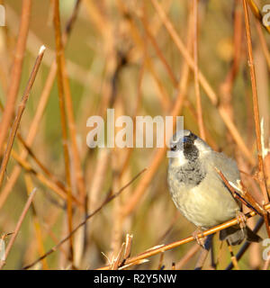 House Sparrow (Passer domesticus) male, in a hedge, winter Stock Photo