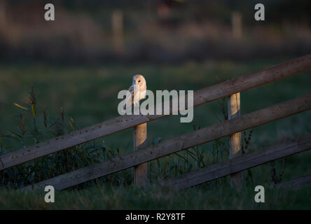 Barn Owl, Salthouse Marshes, Norfolk