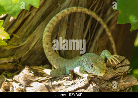 Timon lepidus, Ocellated lizard,  jeweled lizard Stock Photo