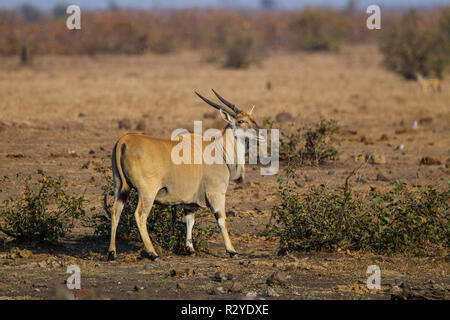 Common Eland  Taurotragus oryx near Mopane Camp, Kruger National Park, South Africa 17 August 2018     Adult Male   Bovidae Stock Photo