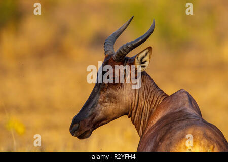 Tsessebe   Damaliscus lunatus lunatus Mopane Camp, Kruger National Park, South Africa 18 September 2018      Adult     Bovidae Stock Photo