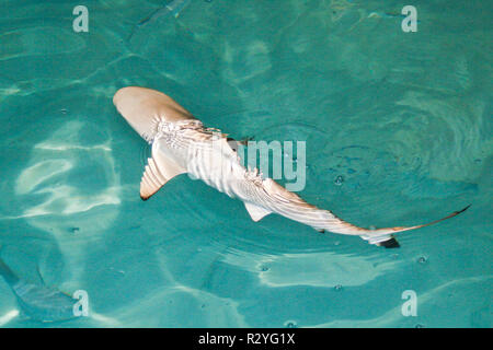 shark Stock Photo