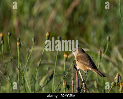 Australian Reed Warbler (Acrocephalus australis) race 'australis' Stock Photo