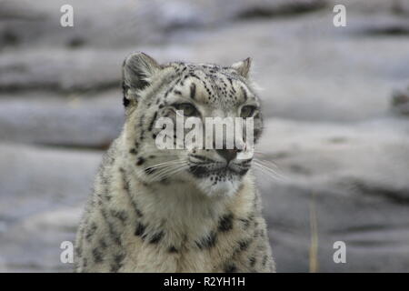 Profile Portrait of a Snow Leopard in a Snow Storm Against a Mottled Gray Background. Stock Photo