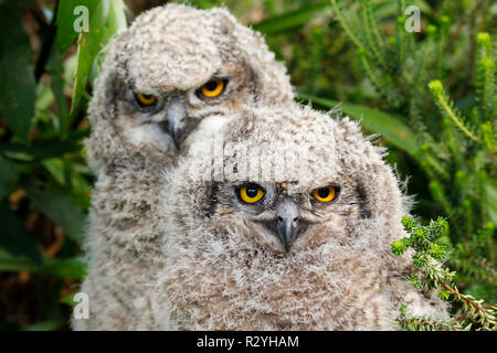 Spotted eagle-owl family photographed in Kirstenbosch National Botanical Garden in Cape Town. Stock Photo