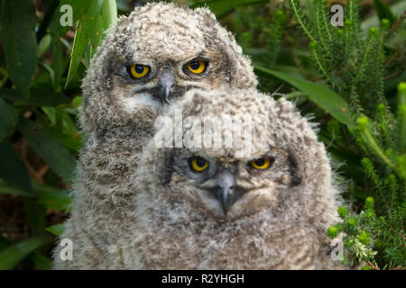 Spotted eagle-owl family photographed in Kirstenbosch National Botanical Garden in Cape Town. Stock Photo