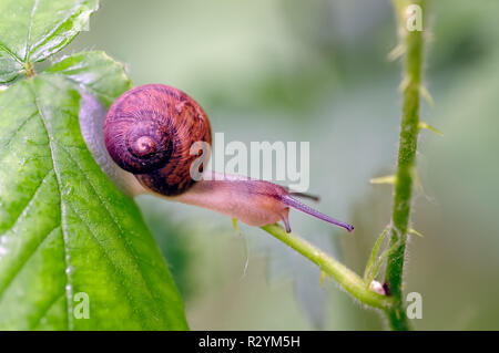 Copse Snail  (Arianta arbustorum) on vegetation in transit looking for better and safer feeding. Stock Photo