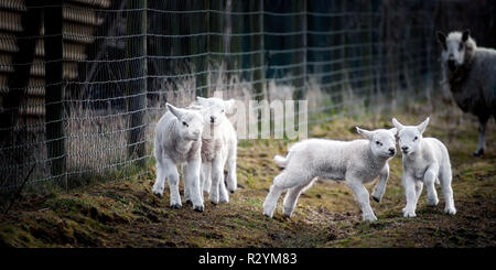 Photographed on the Friday 29 March 2013. Some young lambs enjoying life and playing out in the field, while one of the parent Ewes watches. Stock Photo