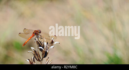 A common darter dragonfly (Sympetrum striolatum) resting on some dead vegetation whilst on the look out for prey and guarding his territory. Stock Photo