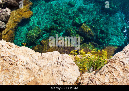 Many yellow flowers on the background of yellow and white stones near transparent rippled crystal clear amazing green and blue water. Warm summer day. Stock Photo