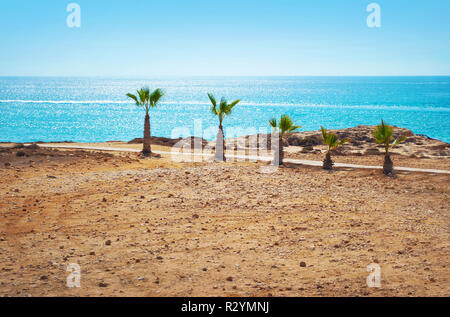 Image of five short palm trees on the barren beach on the background of sparkly blue sea surface and cloudless summer sky.