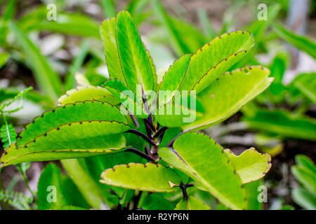 Medicinal/Herbal Plant Kalanchoe Laciniata, Crassulaceae, , known as bhasampatta in India Stock Photo