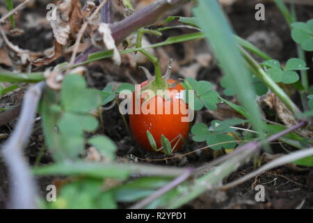 Hidden tomato Stock Photo