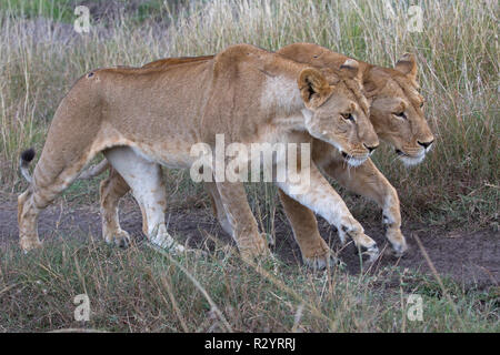 Two lionesses Panthera leo, walking together through grassland savannah, Masai Mara National Reserve, Kenya Stock Photo