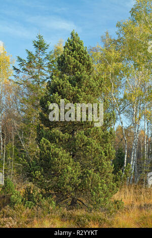 Bog pine (Pinus uncinata subsp. rotundata), peat bog, Frasne, Doubs, France