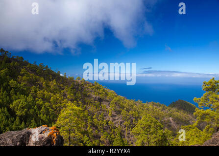 Gran Canaria,  nature park pine forest Tamadaba, view valley towards El Risco de Agaete, Teide in Tenerife visible over a crest covered by Canary Pine Stock Photo