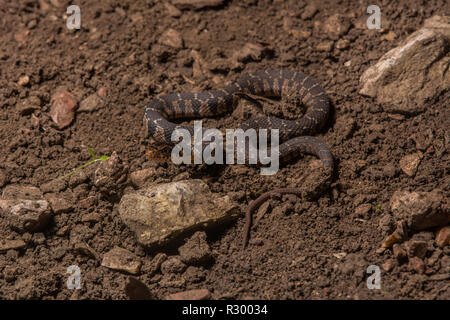 Midland Watersnake (Nerodia sipedon pleuralis) from Union County, Illinois, USA. Stock Photo