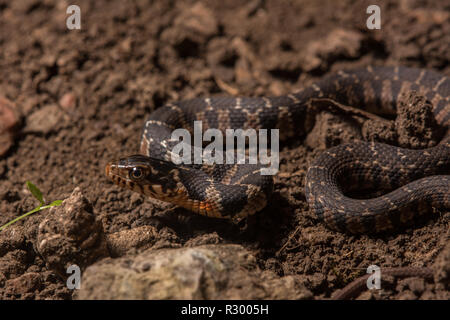 Midland Watersnake (Nerodia sipedon pleuralis) from Union County, Illinois, USA. Stock Photo