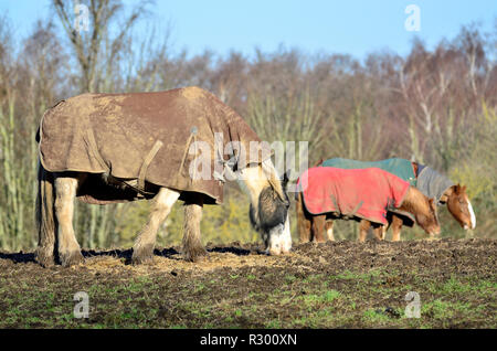 Horses wearing horse blankets grazing in a field, Kent, England Stock Photo