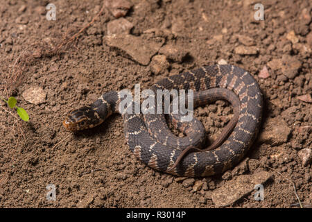 Midland Watersnake (Nerodia sipedon pleuralis) from Union County, Illinois, USA. Stock Photo