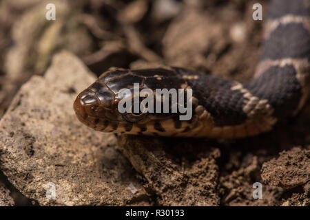 Midland Watersnake (Nerodia sipedon pleuralis) from Union County, Illinois, USA. Stock Photo