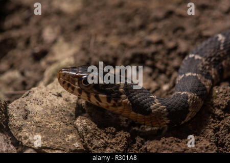 Midland Watersnake (Nerodia sipedon pleuralis) from Union County, Illinois, USA. Stock Photo