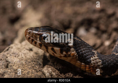 Midland Watersnake (Nerodia sipedon pleuralis) from Union County, Illinois, USA. Stock Photo