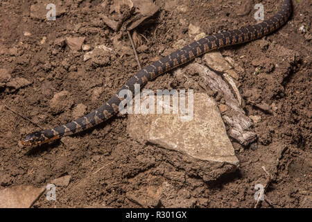 Midland Watersnake (Nerodia sipedon pleuralis) from Union County, Illinois, USA. Stock Photo