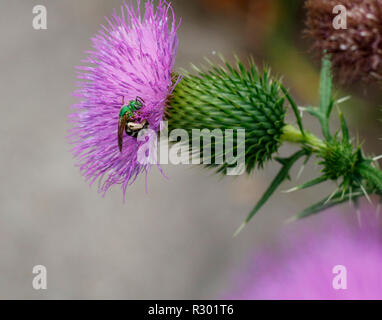 Bicolored Green sweat bee, Agapostemon, gathering pollen on thistle flower, Summer Jeffersonville, Indiana Stock Photo