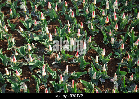 Tulip Kaufmanniana Johann Strauss grown in flowerbed. Spring time in Netherlands. Stock Photo