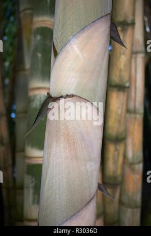 Dendrocalamus giganteus culms Stock Photo