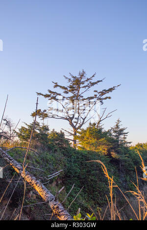 A Krummholz shore pine looms coastal scrub on the Oregon coast. Stock Photo