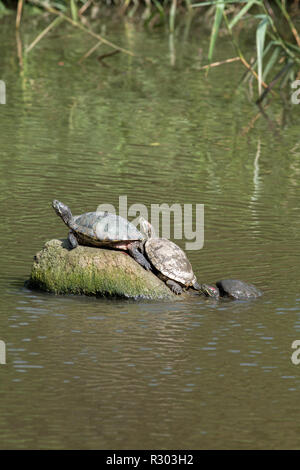 Turtles in lake (Red-eared slider - Trachemys scripta elegans ...