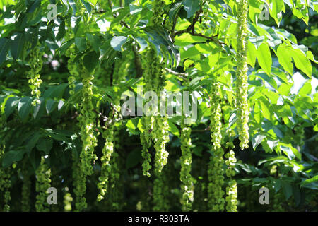 The beautiful and elegant green foliage and flowers of Pterocarya fraxinifolia also known as  Caucasian Wingnut. Stock Photo
