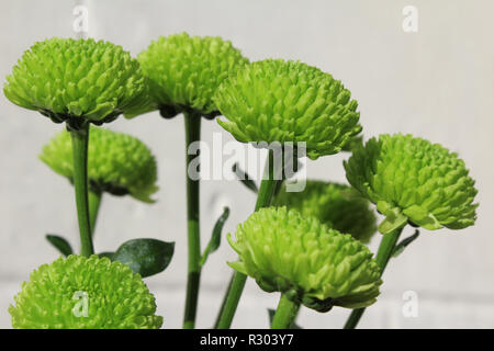 Group of green Chrysanthemum flowers, sunlit, growing outdoors against a white wall background. Stock Photo