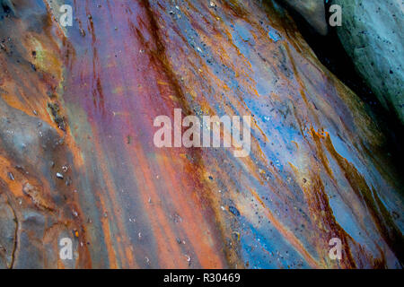 A rainbow-colored rock stands out from the grey monotony in a tide pool near Coos Bay, Oregon. Small fossilized shells can be seen within. Stock Photo