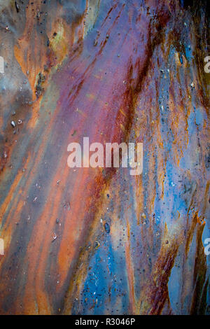 A rainbow-colored rock stands out from the grey monotony in a tide pool near Coos Bay, Oregon. Small fossilized shells can be seen within. Stock Photo