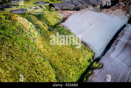 A large bed of gutweed spreads across the rocks of an intertidal area near Coos Bay, Oregon Stock Photo