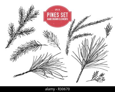 Vector collection of hand drawn black and white pine branch, spruce, redwood Stock Vector