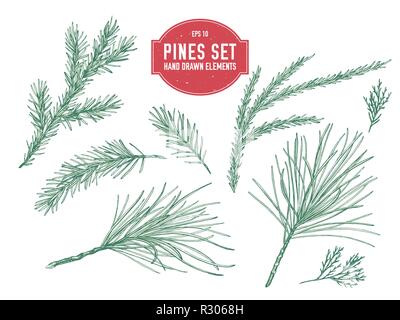 Vector collection of hand drawn pastel pine branch, spruce, redwood Stock Vector