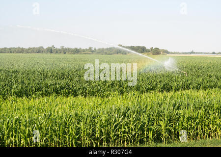 Watering a crop of maize or sweet corn, in the Loire valley, Loiret, France, Europe Stock Photo