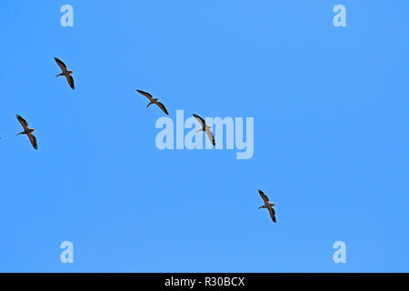 Pelicans flying over looking to land Stock Photo