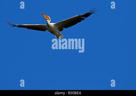 Pelicans flying over looking to land Stock Photo