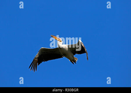 Pelicans flying over looking to land Stock Photo